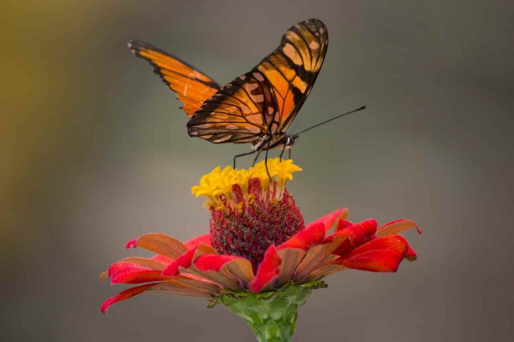 monarch butterfly transformation