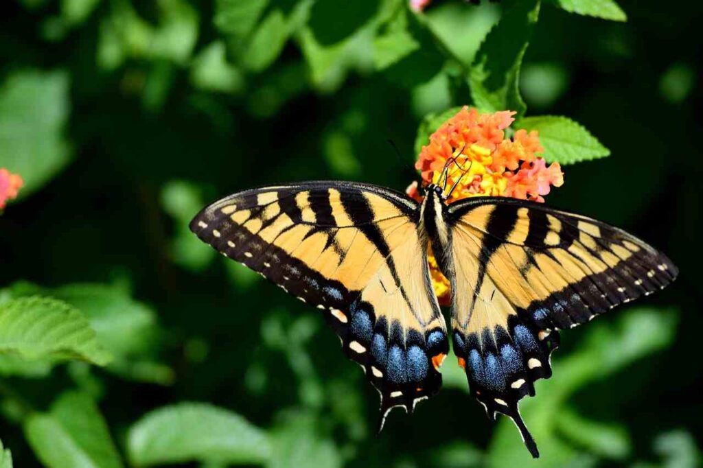 8 Symbolism and Spiritual Meanings of Yellow and Black Butterfly