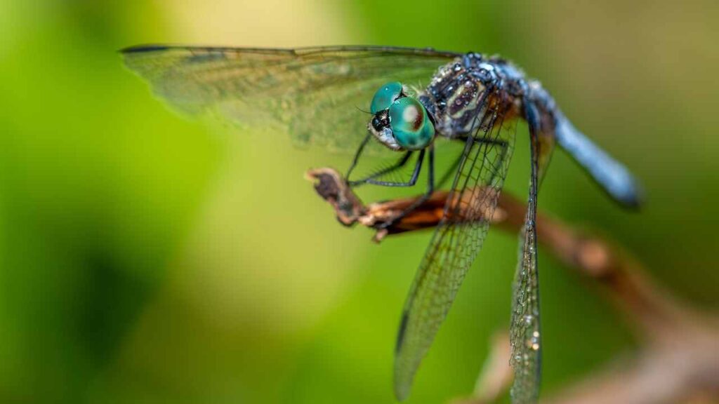 Blue Dragonfly Meaning Love