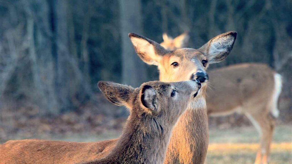 Deer Spiritual Meaning Twin Flame