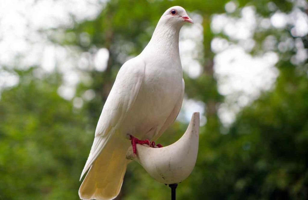 Dove Pigeon Spiritual Meaning