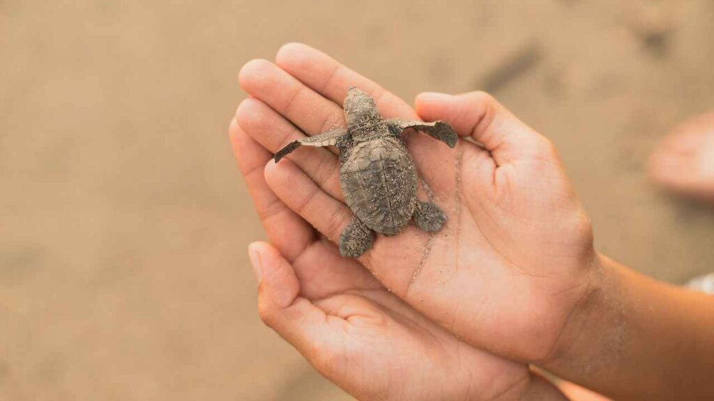 Dream About Saving a Baby Turtle