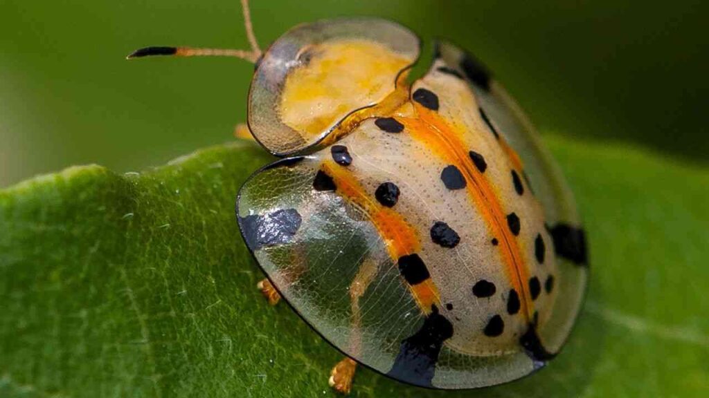Interpreting Encounters with White Lady Beetles