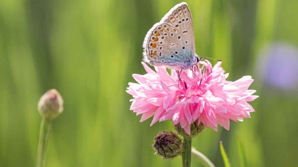 Pink Butterflies and Spiritual Messages