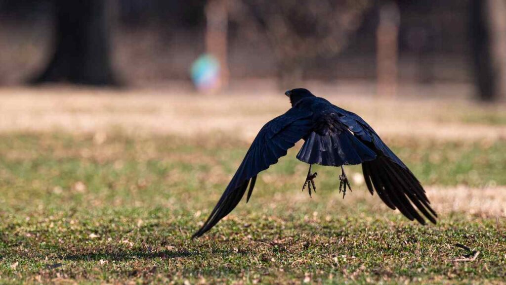 Raven Meaning in the  Bible