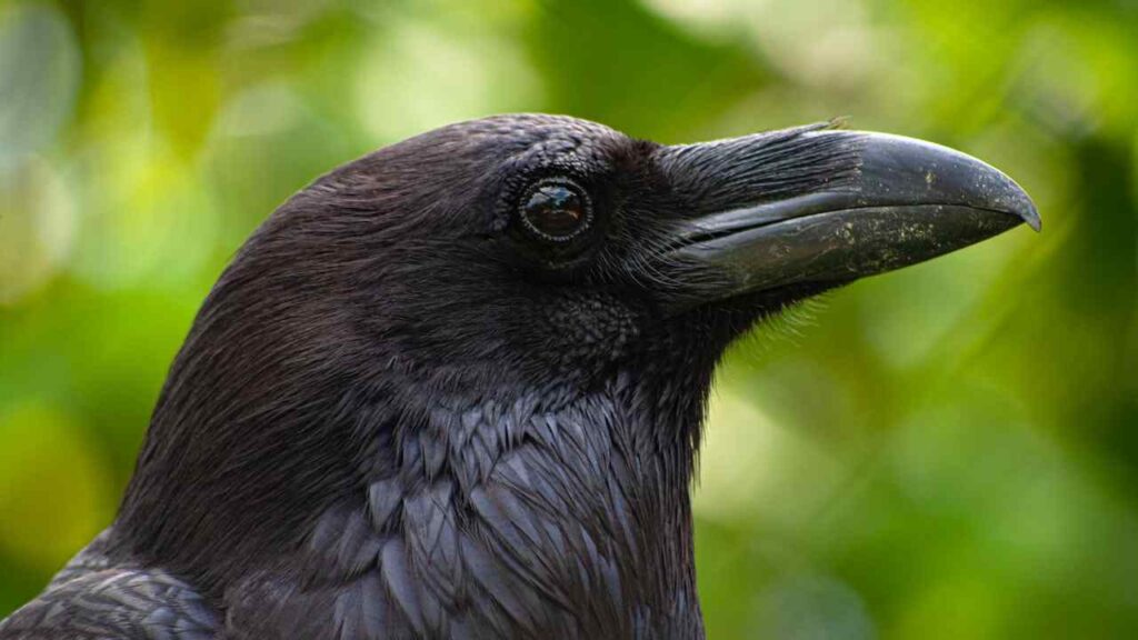 Raven Symbolism