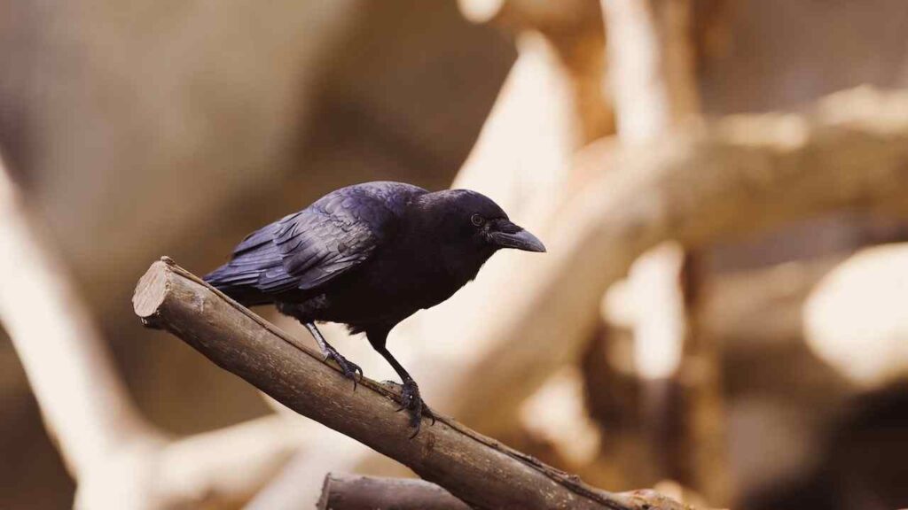 Raven Symbolism in Literature