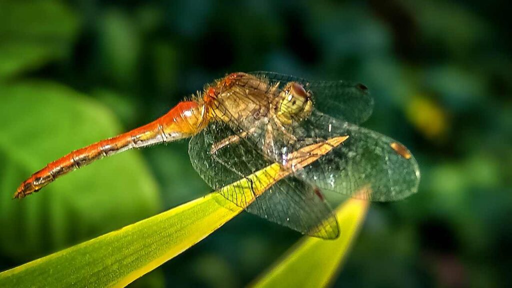 Red Dragonfly Dangerous