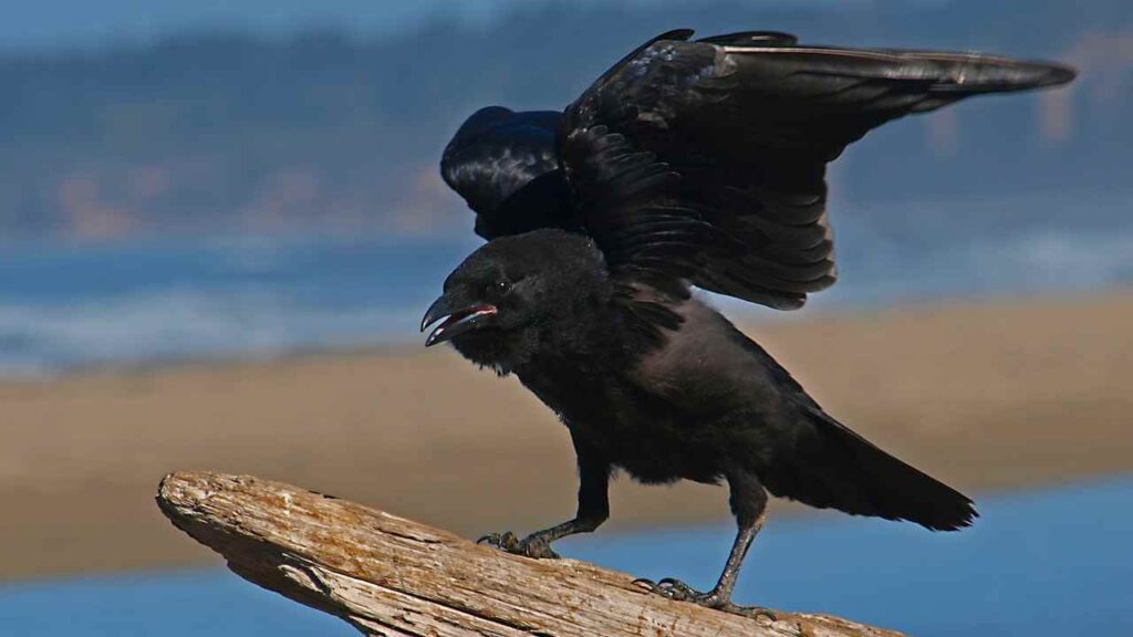 Seeing 1 Raven Spiritual Meaning