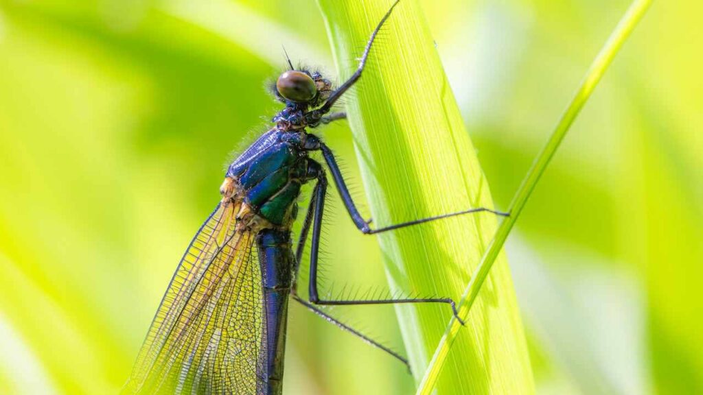Seeing a Blue Dragonfly Meaning