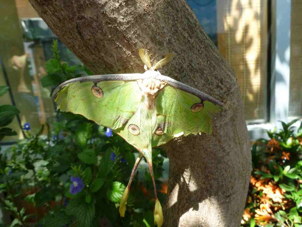 Seeing a Luna Moth Meaning