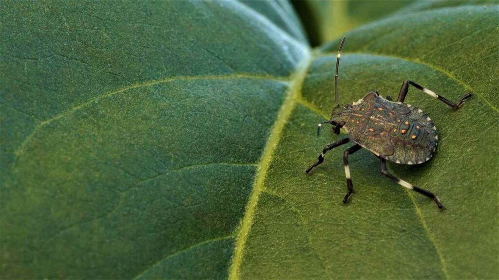 Some Stink Bug Meanings