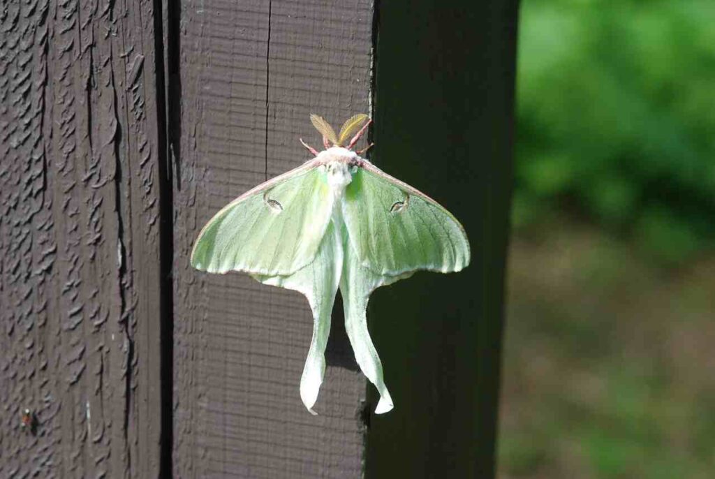 Spiritual Meaning of Luna Moth in Dream