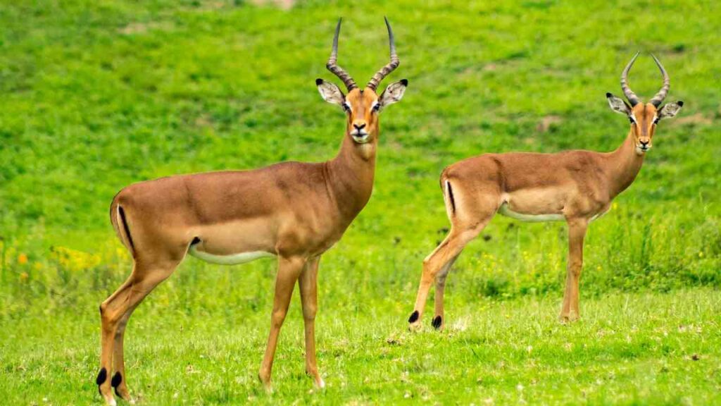 Spiritual Meaning of Seeing 2 Deer