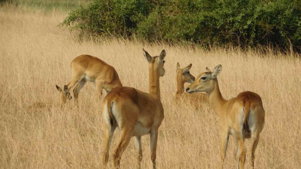 Spiritual Meaning of Seeing 4 Deer