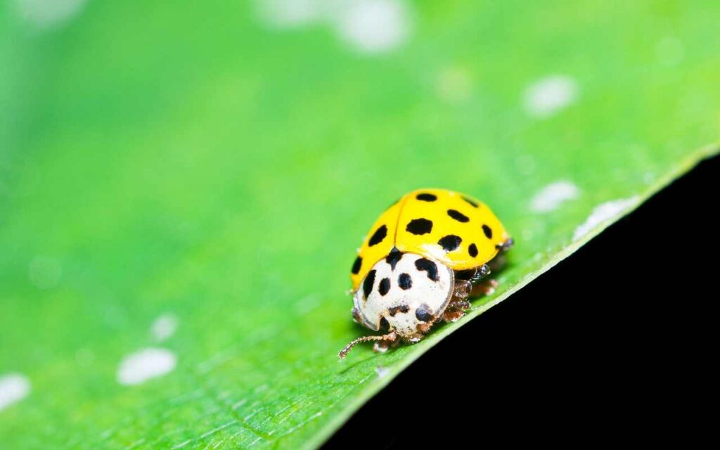 Spiritual Meaning of Yellow Ladybugs