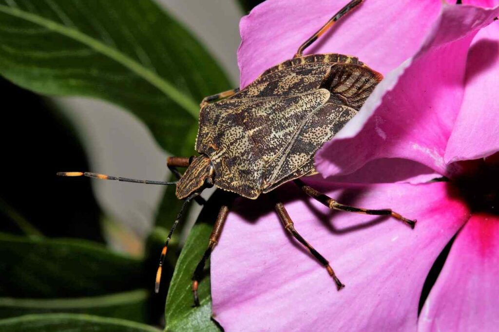 Spiritual Meaning of the Black Stink Bug