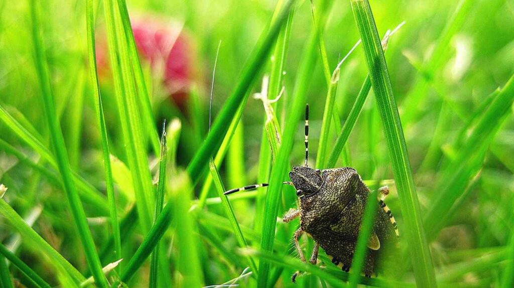 Stink Bug Spiritual Meaning in Love