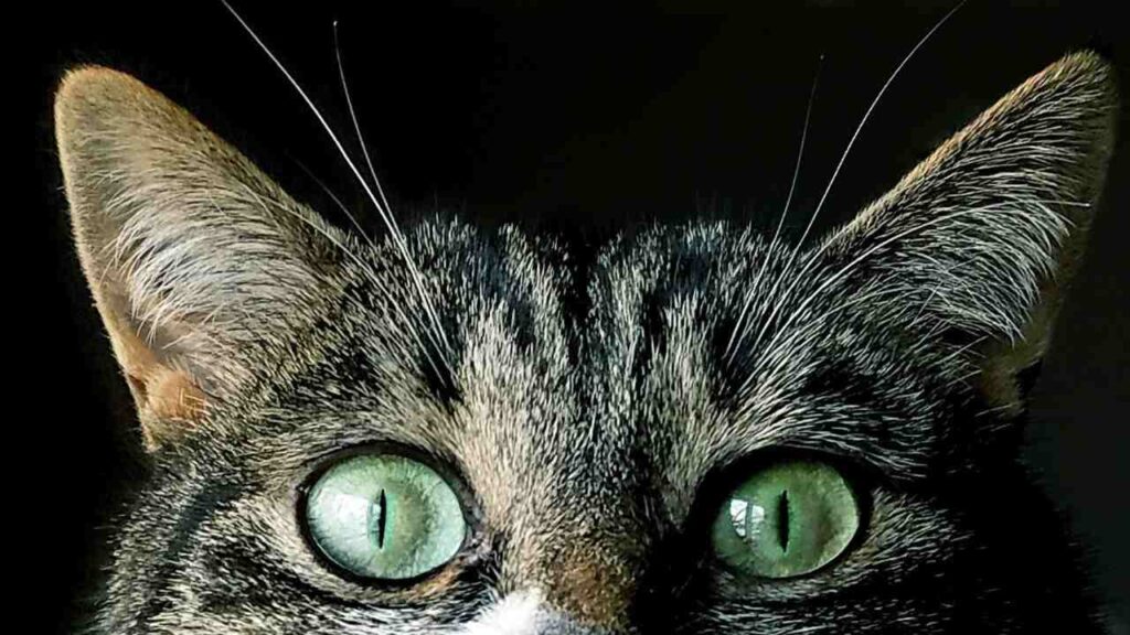 The Healing Power of Cats with Green Eyes