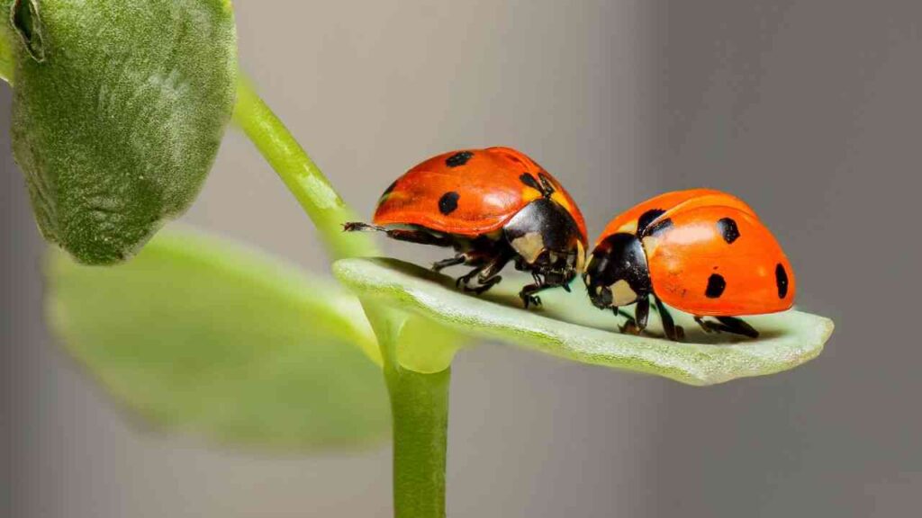 The Symbolic Significance of Ladybugs
