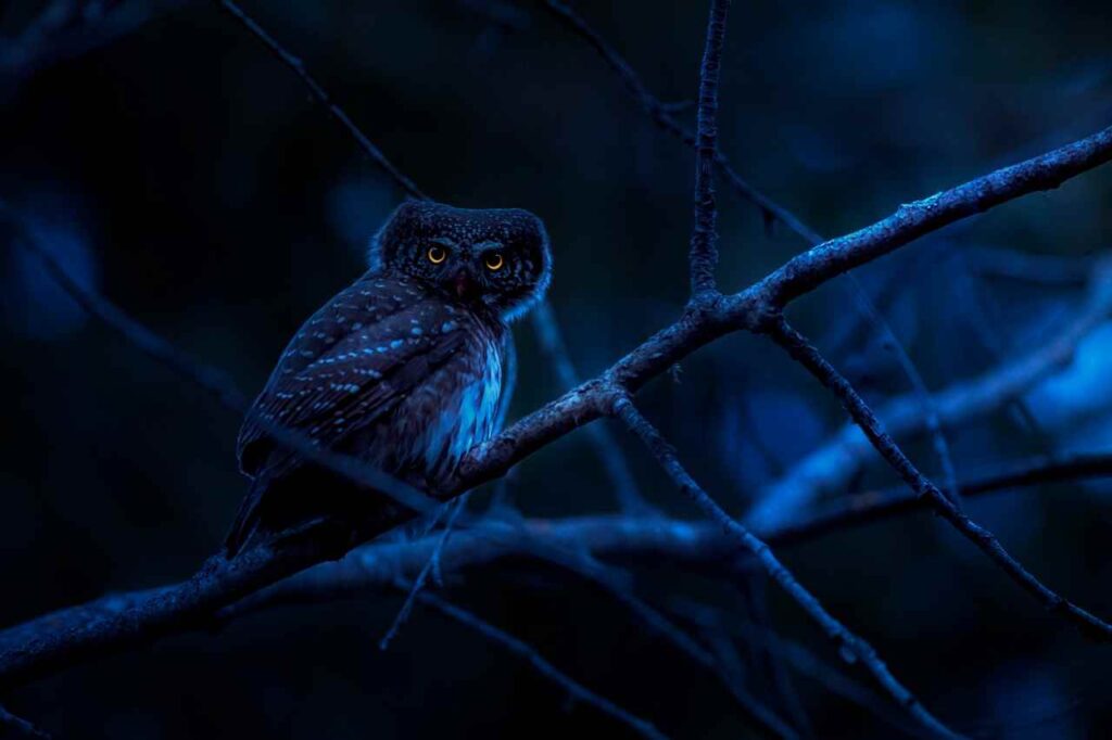 What Does It Mean When You See an Owl at Night