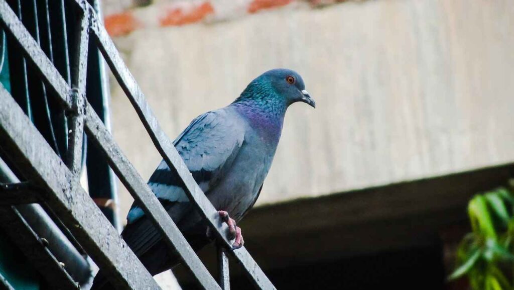 What Does it Mean When a Pigeon Comes to Your House