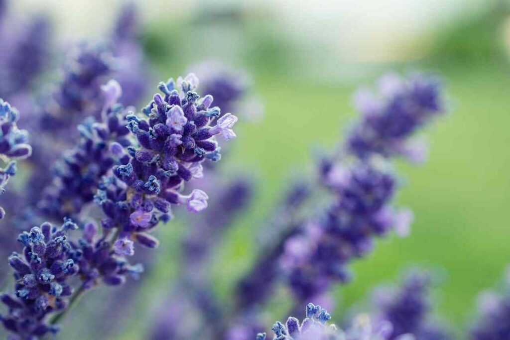 What is Lavender Spiritual meaning