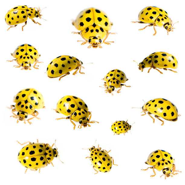 You See a Lot of Yellow Ladybugs