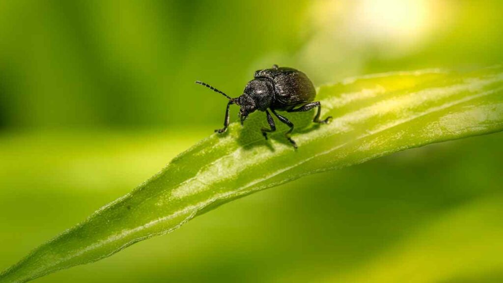 Black Beetle Superstition