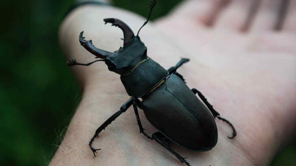 Black Beetle in My House Meaning
