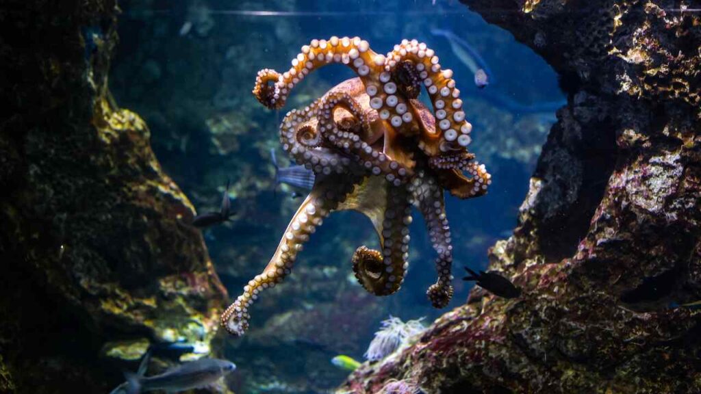 Octopus Symbolic Key Phrase