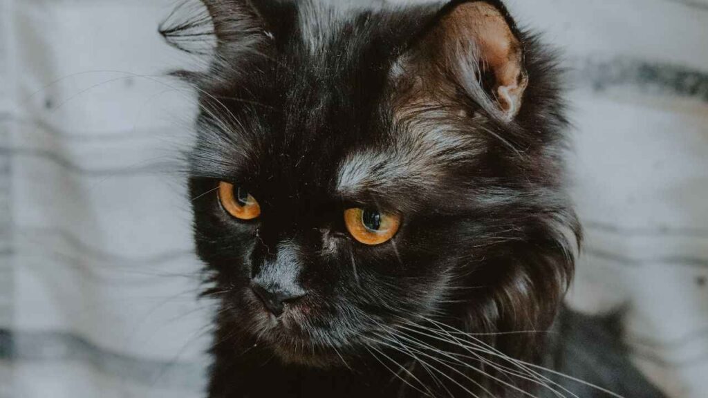 The Symbolism of Black Cats in Different Cultures
