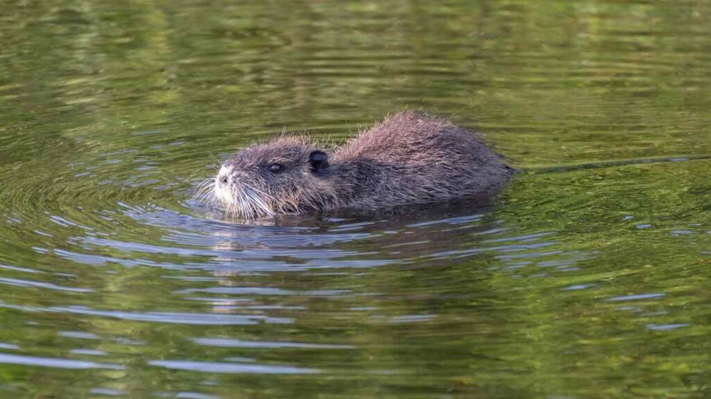 Beaver Impact on Ecosystems