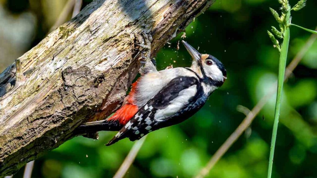 Woodpecker As a Spirit Animal