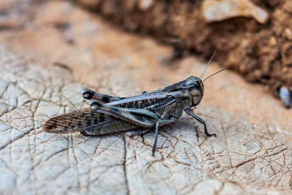 Spiritual Meaning of Seeing a Locust in the House