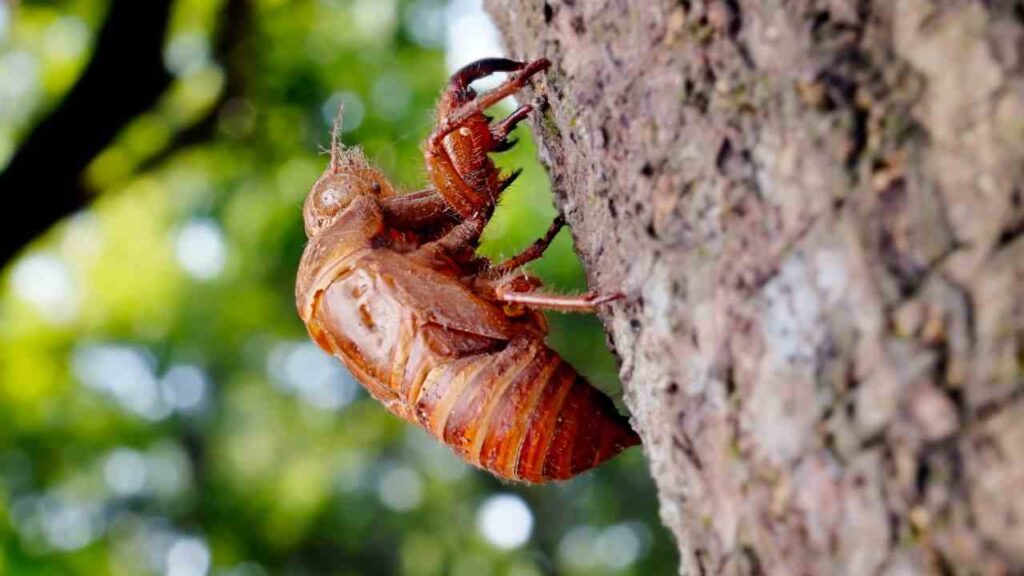 The Spiritual Meaning of Cicadas