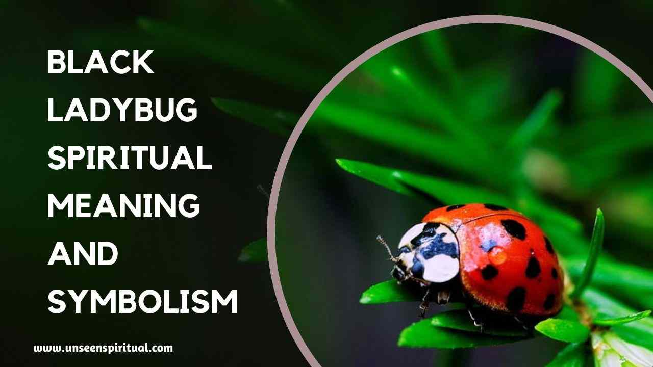 Black Ladybugs Spiritual Meaning Mind Blowing Meaning