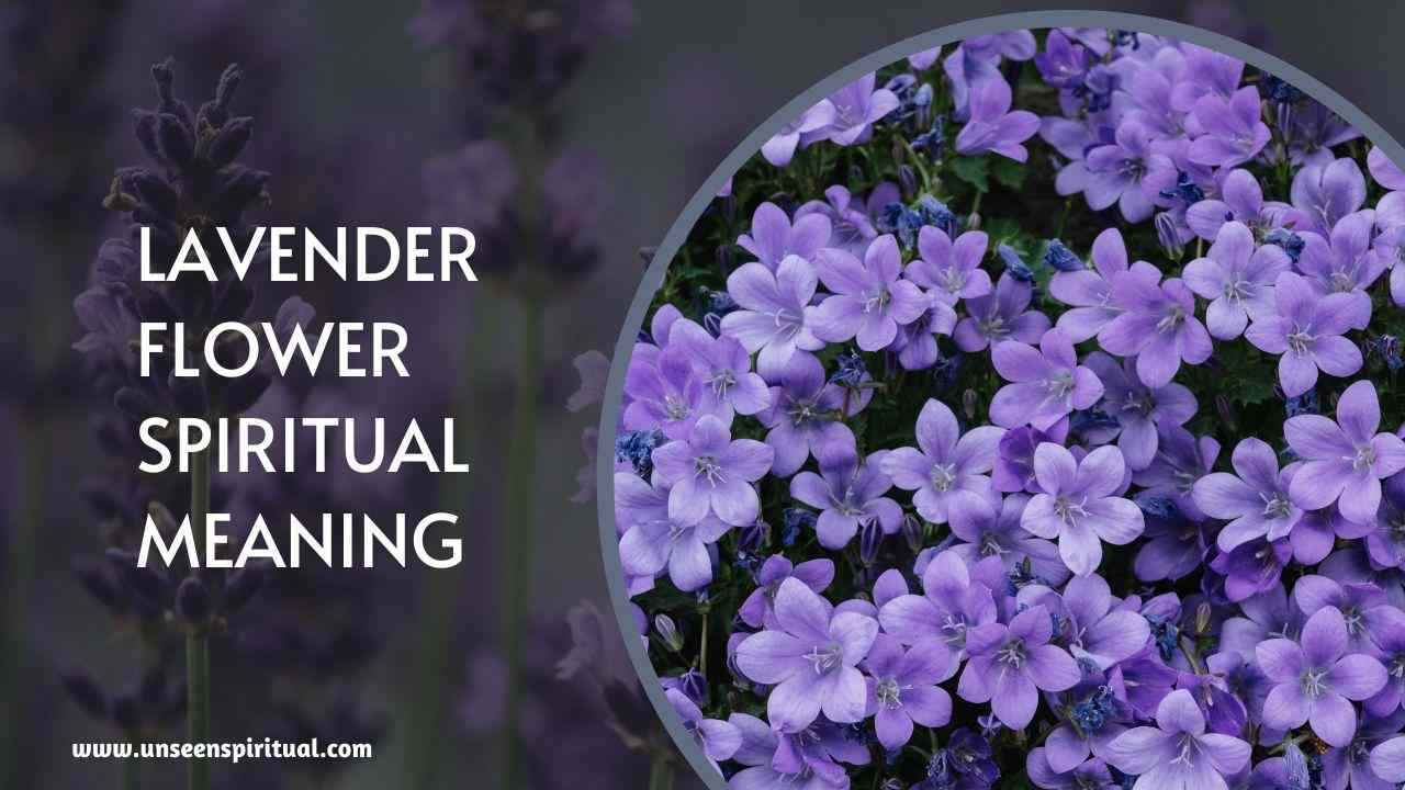 Lavender Flower Spiritual Meaning