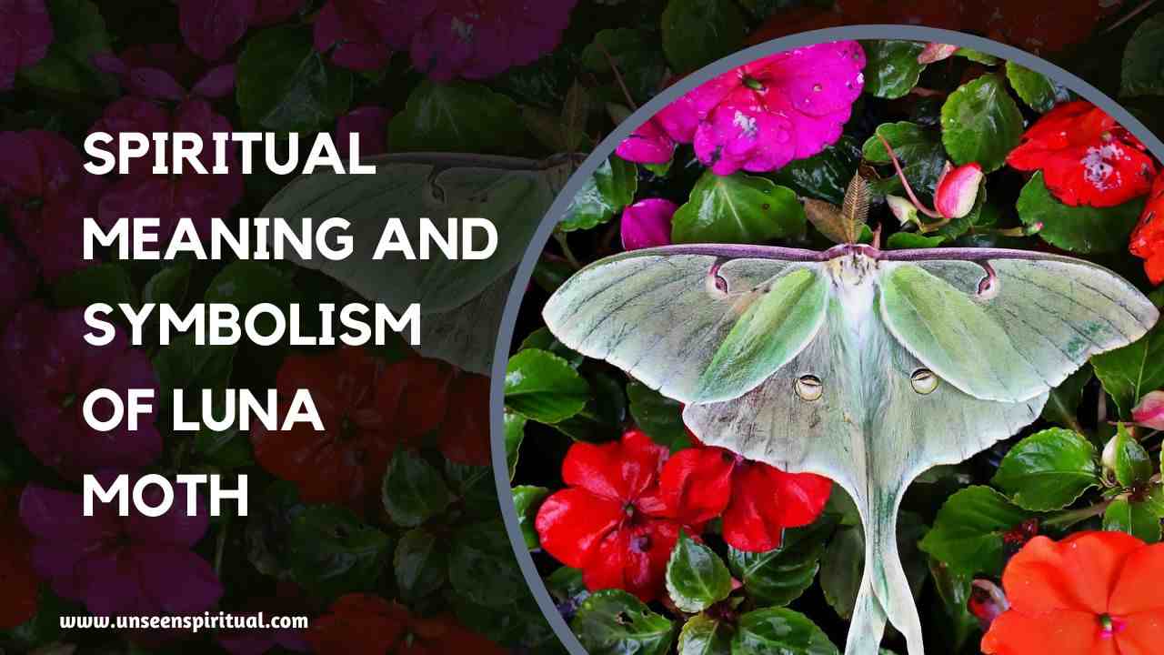 Luna Moth Spiritual Meaning