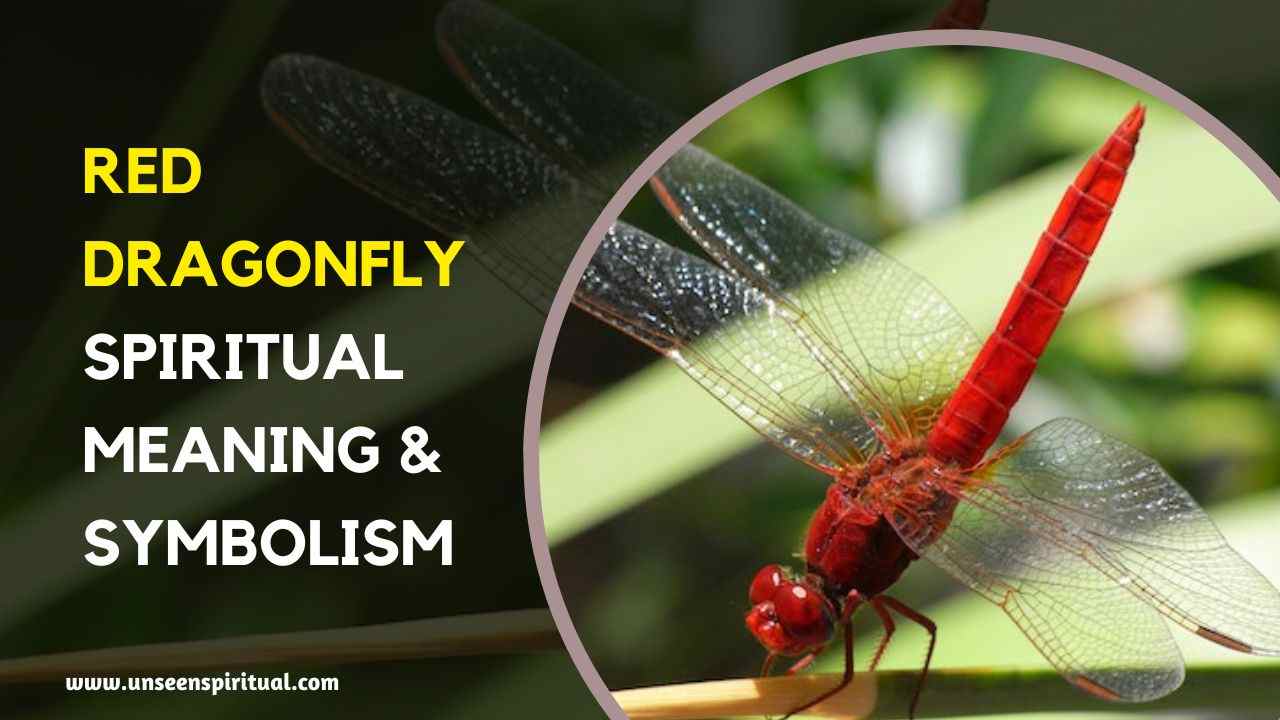 Red Dragonfly Spiritual Meaning: Discover Its 40 Symbolism