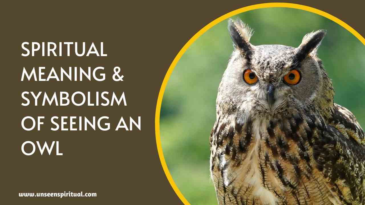 Spiritual Meaning & Symbolism of Seeing an Owl