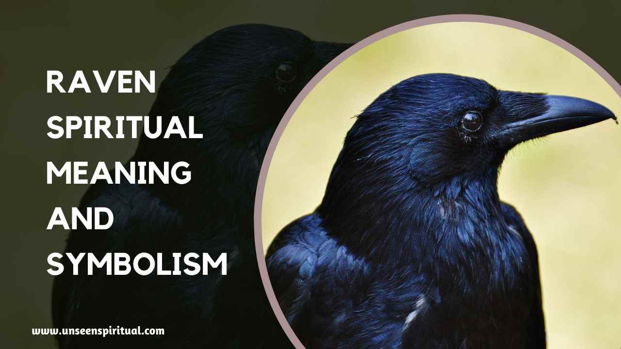 Spiritual Meaning of Raven