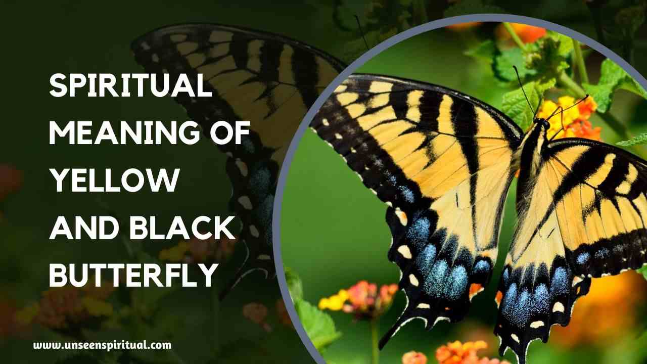 Spiritual Meaning of Yellow and Black Butterfly