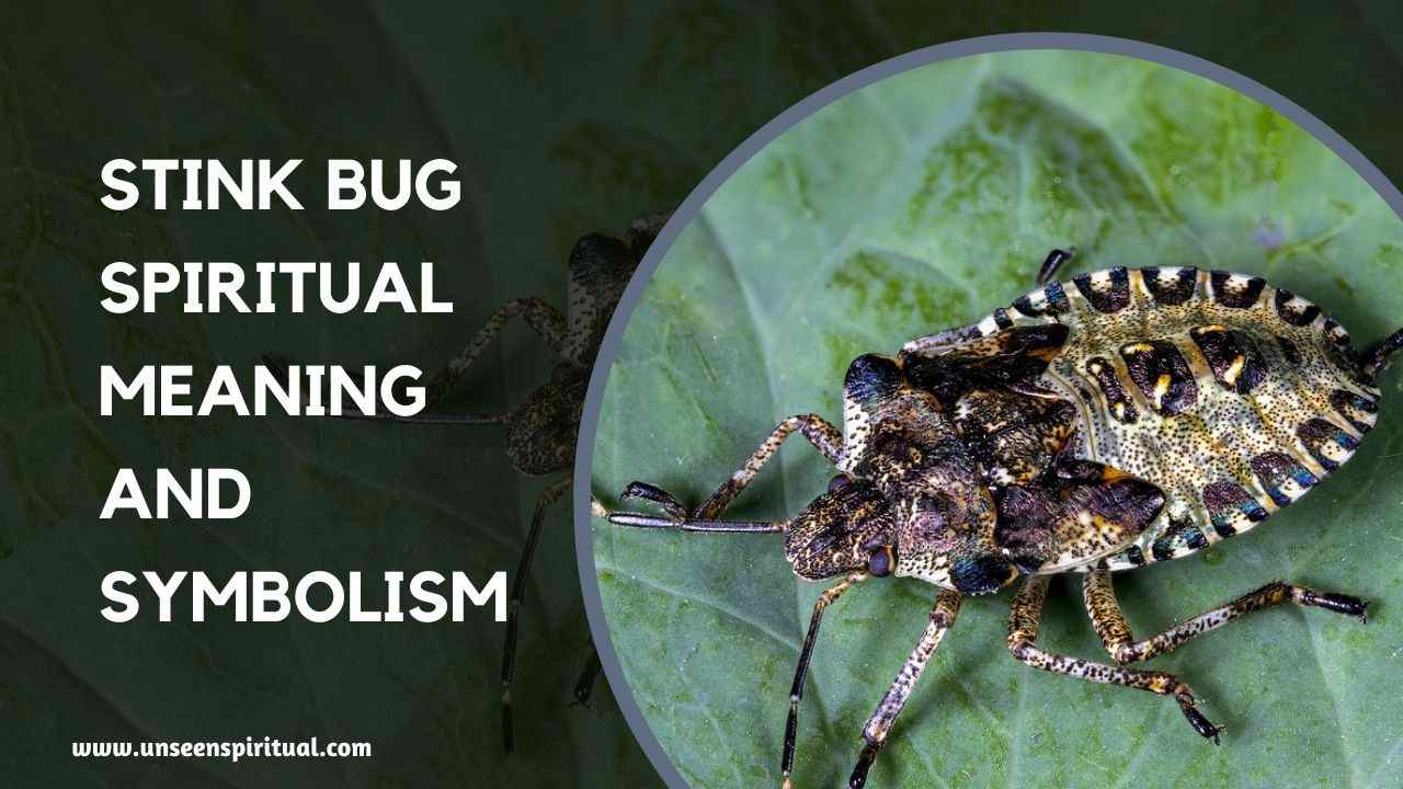 Stink Bug Spiritual Meaning and Symbolism