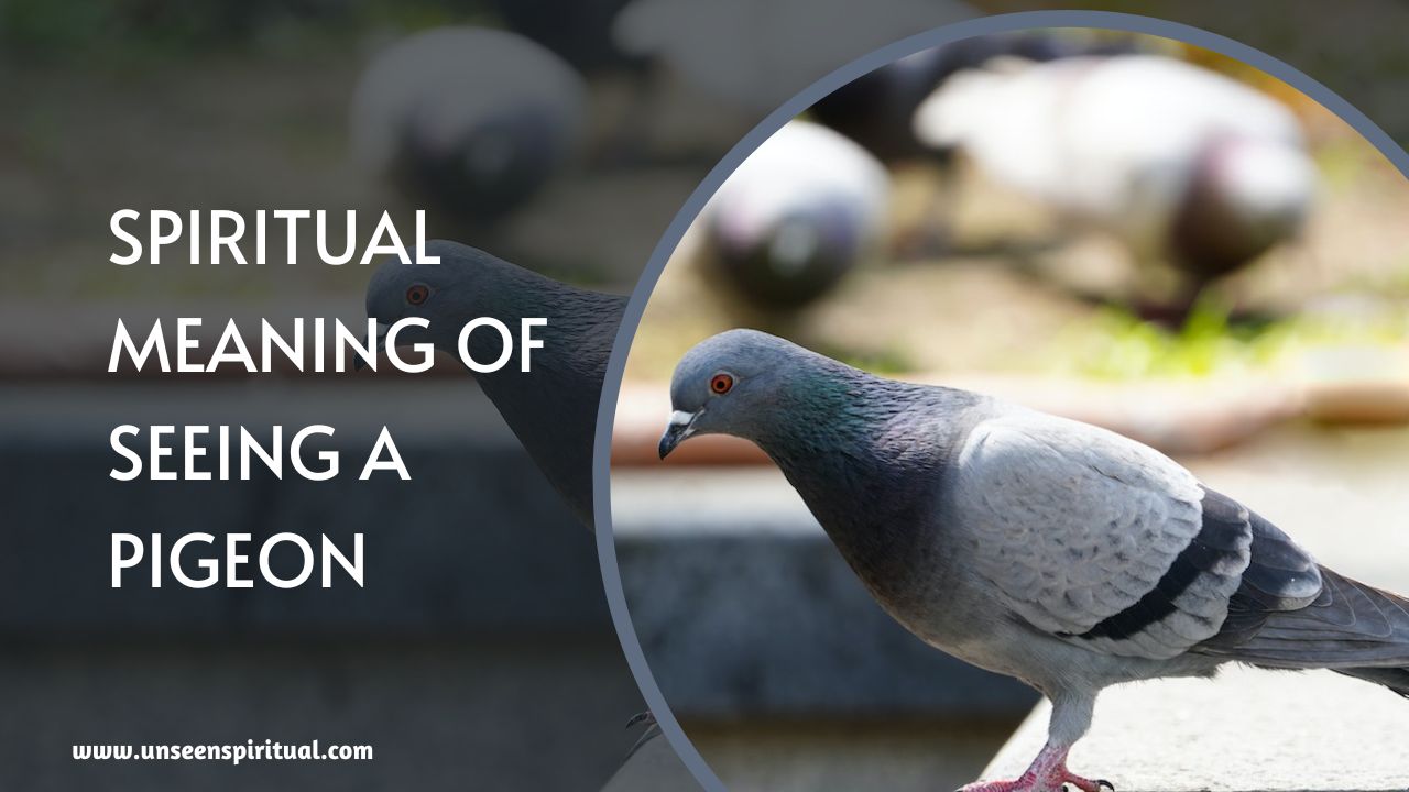 Spiritual Meaning of Seeing A Pigeon