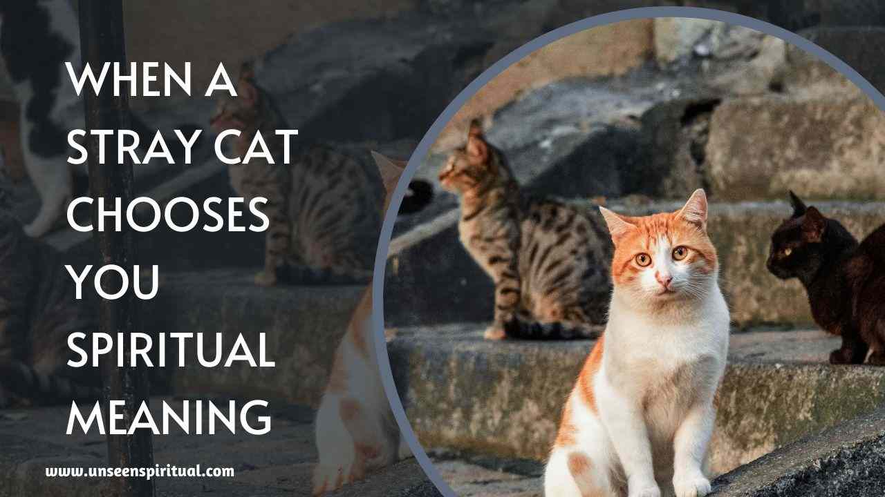 When a Stray Cat Chooses You Spiritual Meaning 8 Important Points