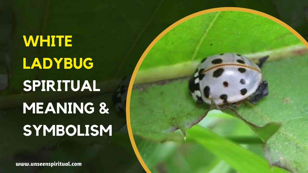 White Ladybug Spiritual Meaning