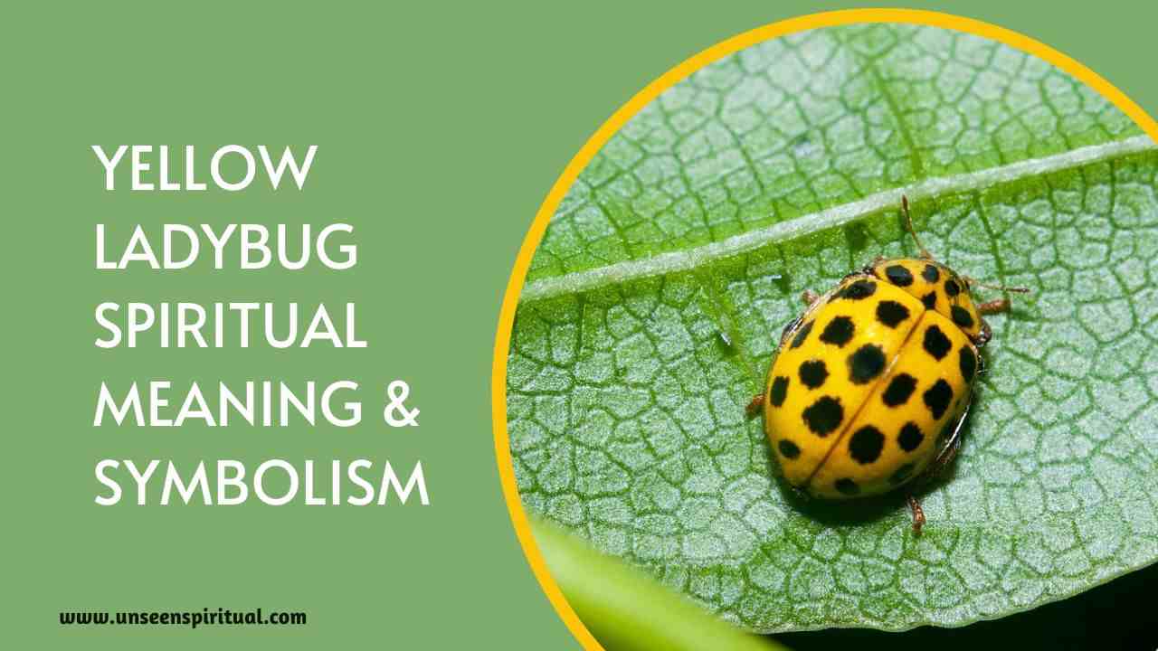 Yellow Ladybug Spiritual Meaning and Symbolism