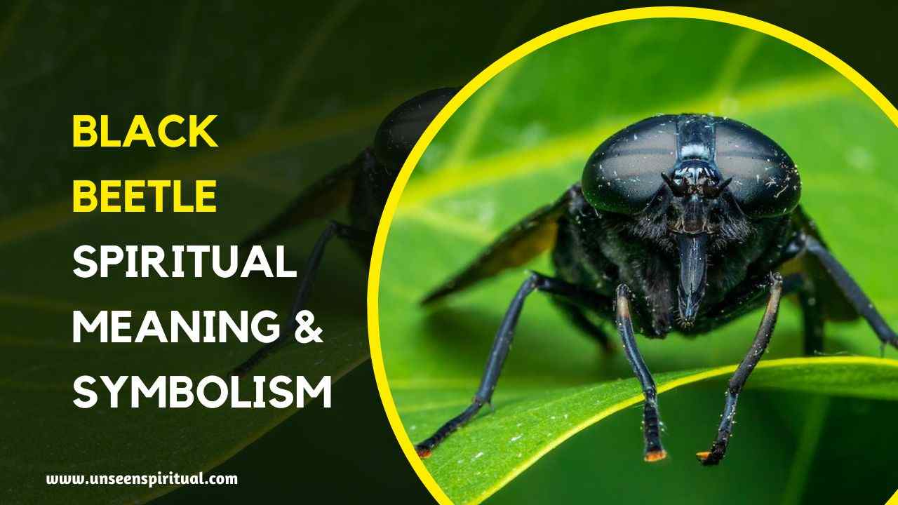 Black Beetle Spiritual Meaning