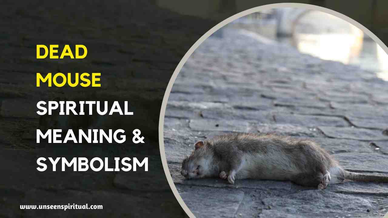 Dead Mouse Spiritual Meaning